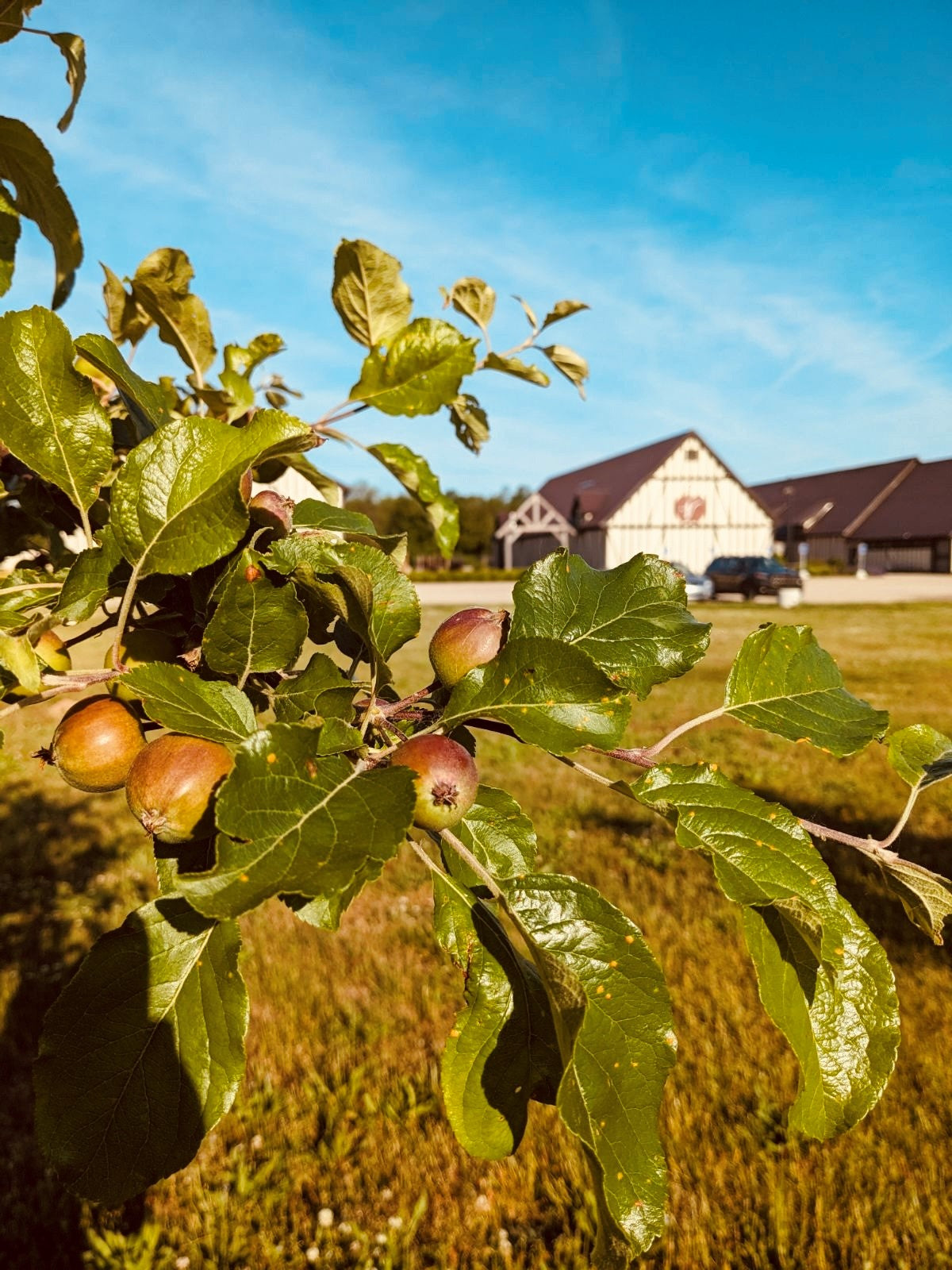 Virtue Cider East Orchard Nova Spy Developing on Tree