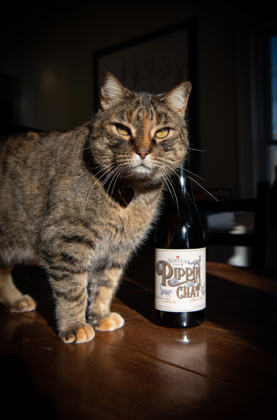 PIPPIN HAS ENTERED THE (LE) CHAT