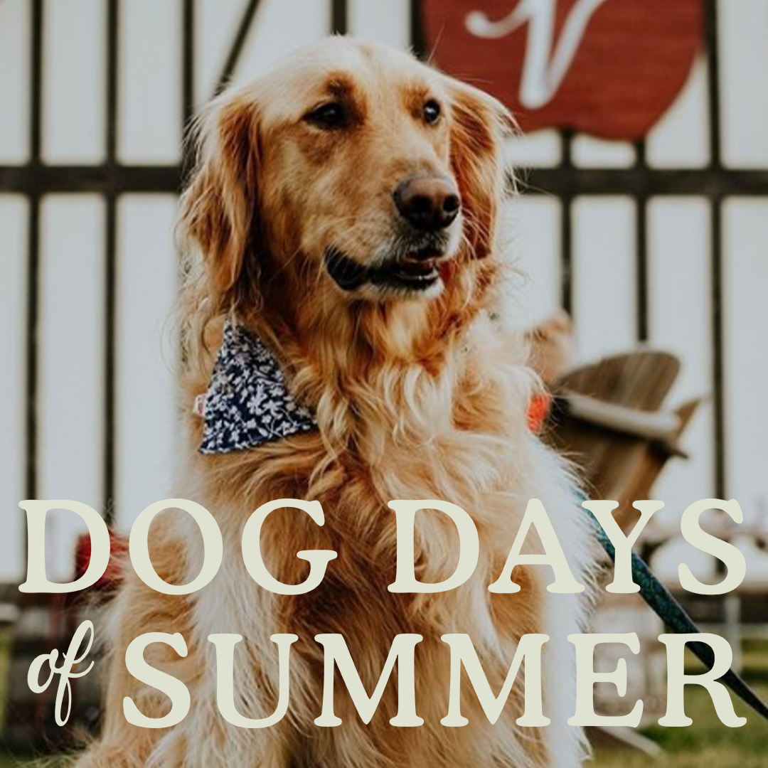 Dog Days, Official Trailer (2020)